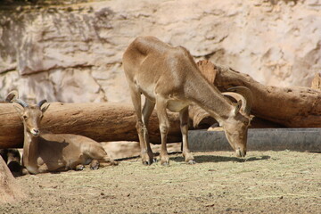 mountain goat in the zoo