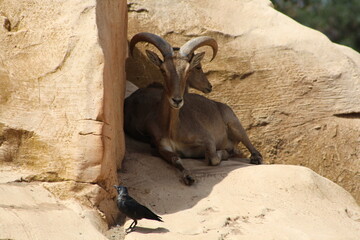 mountain goat in the zoo