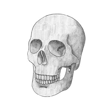 Sketch human skull