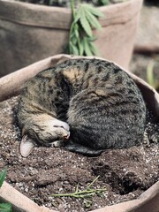 Fototapeta premium cat sleeping on the ground