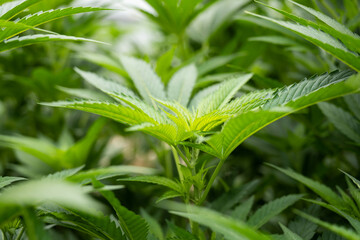 Cannabis Sativa