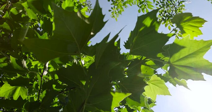 beautiful foliage of the sycamore tree with green foliage, beautiful foliage of the sycamore tree in sunny weather