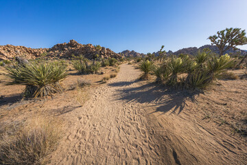 hiking the lost horse mine loop trail in joshua tree national park, california, usa