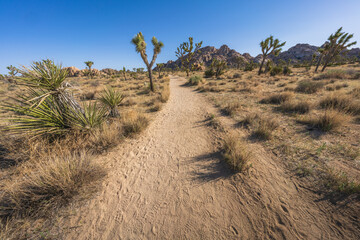 hiking the lost horse mine loop trail in joshua tree national park, california, usa