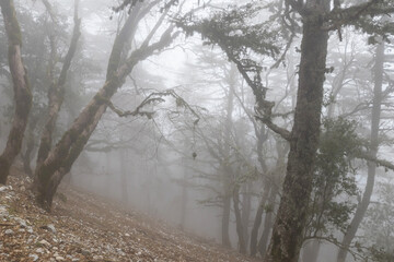 Fog in the forest