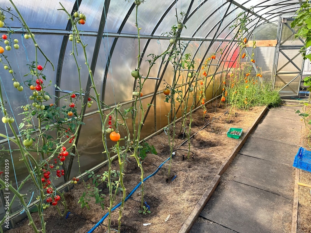 Wall mural Growing tomatoes in a greenhouse.