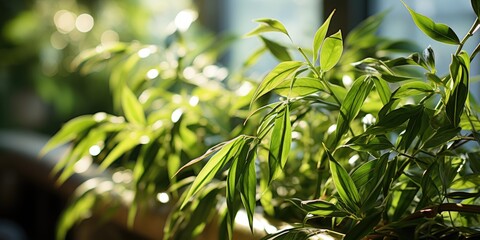 Obraz premium The close-up shot of bamboos