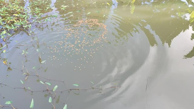 footage of fish eating food in pond Thailand