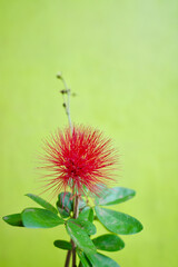 red and yellow flower