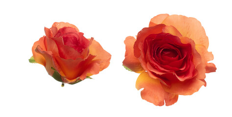 Red Orange Rose Flower is head. Rose present Love romantic wedding valentine. Artificial fake Red...