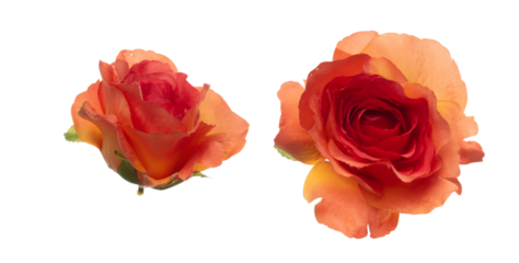 Red Orange Rose Flower is head. Rose present Love romantic wedding valentine. Artificial fake Red rose fly in air. White background isolated
