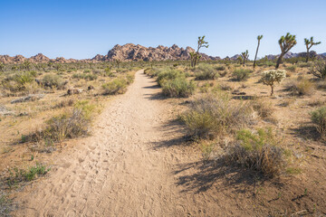 hiking the lost horse mine loop trail in joshua tree national park, california, usa