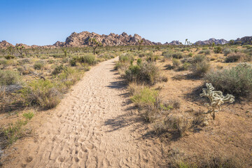 hiking the lost horse mine loop trail in joshua tree national park, california, usa