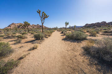 hiking the lost horse mine loop trail in joshua tree national park, california, usa