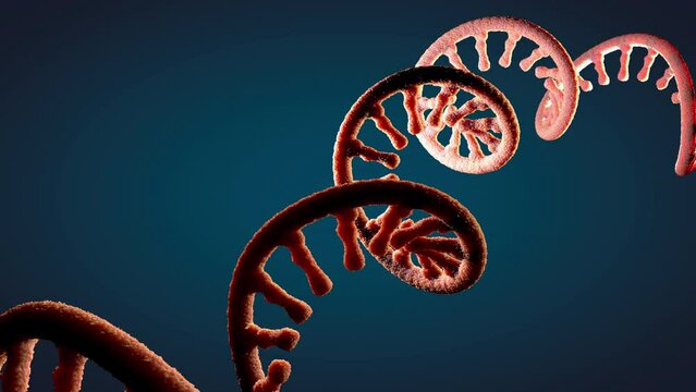 Single-stranded molecule of RNA called messenger ribonucleic acid - 3d illustration