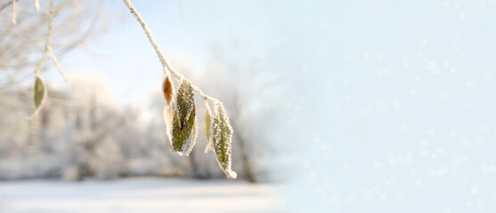 beautiful crystal frost on foliage and tree branches, frosty morning, winter weather concept,...