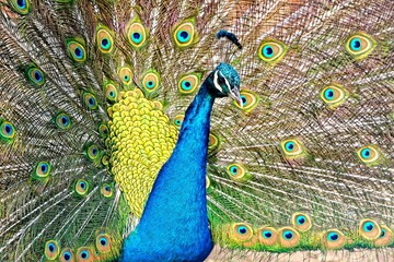 Naklejka premium Vivid blue peacock is standing in profile, fanning out its vibrant tail feathers