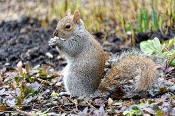 Cute Eastern gray squirrel stands on the ground as it nibbles on a nut