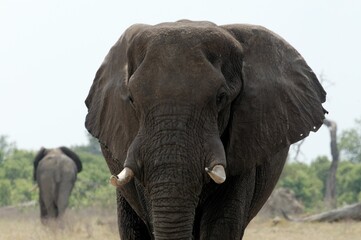 Naklejka premium Closeup of an African elephant standing in the open savanna landscape.