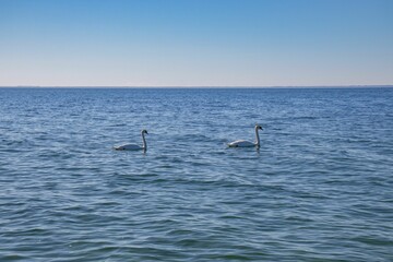 Landscape of swans swimming on a lake under the sunlight and a blue sky