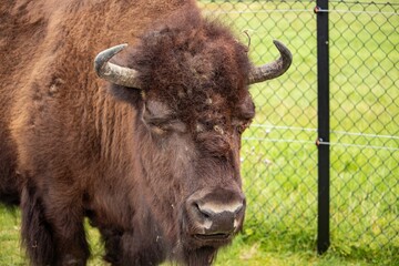 Mature bull with large horns grazing in a lush grassy field.