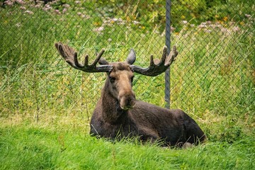 Majestic moose in a lush meadow, its impressive antlers silhouetted against the horizon.