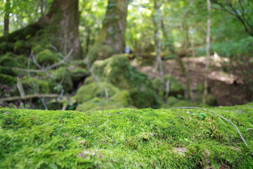 Fototapeta premium 苔