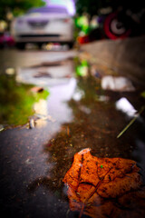 autumn leaves on the road