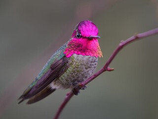 Obraz premium Anna Hummingbird perching on tree branch