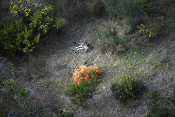 Aerial View of a Kangaroo Resting in Its Native Natural Habitat