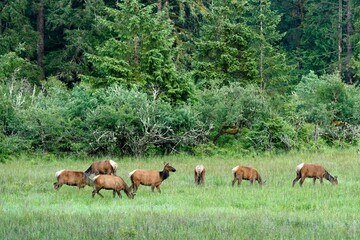 Naklejka na ściany i meble Large herd of Roosevelt Elk grazing near the landscape of Port Renfrew, British Columbia, Canada
