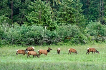 Large herd of Roosevelt Elk grazing near the landscape of Port Renfrew, British Columbia, Canada