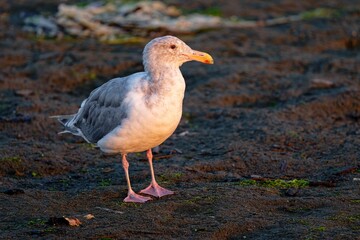 Seagull in early morning light at Esquimalt Lagoon, Victoria, BC Canada