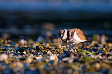 Closeup of a A ring-necked plover (killdeer), Esquimalt Lagoon, Victoria, BC Canada