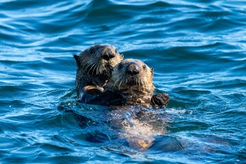 Mom and pup sea otters in Quatsino Sound, Vancouver Island, BC Canada.