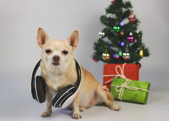 rown short hair chihuahua dog wearing headphones around neck sitting on white background with Christmas tree and red and green gift box.