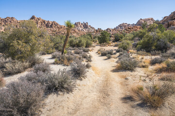 hiking the lost horse mine loop trail in joshua tree national park, california, usa