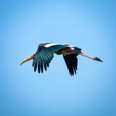 Low angle shot of a painted stork flying under a blue sky and sunlight