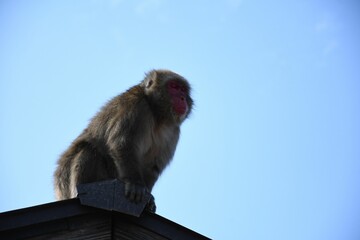 Adorable Japanese Macaque monkey, also known as Snow Monkey, in Kyoto, Japan.