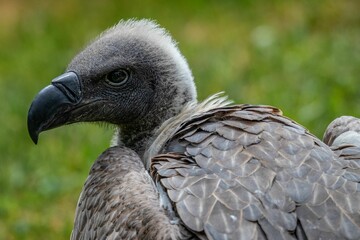 Closeup shot of a white-backed vulture, Gyps africanus.