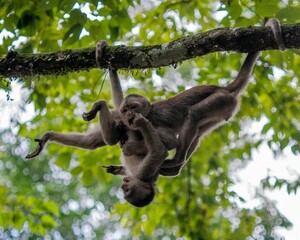 Fototapeta premium Primates hanging upside down from tree branches in a lush forest setting