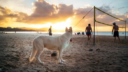 White dog is standing on a sandy beach and looking at people playing volleyball.