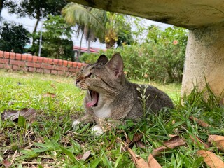 Gray yawning cat lounging underneath a bench.