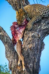 Gordijnen Vertical shot of a leopard eating its prey deer on a tree in a forest © Wirestock