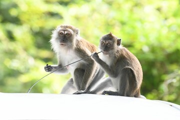 Fototapeta premium Primates perched on the hood of a car on the backdrop of lush green trees