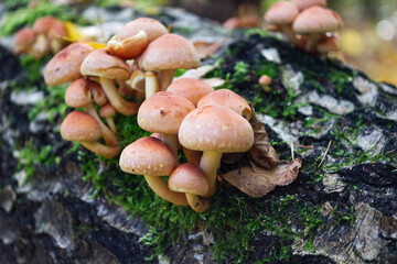 Winter mushrooms growing from a dead tree close-up in the forest.