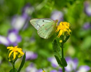 Beautiful common sulphur butterfly (Colias philodice) perched atop a vibrant yellow wildflower