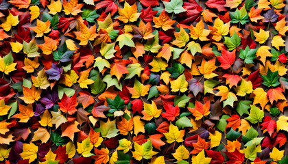 Mepal leaf in autumn Background
