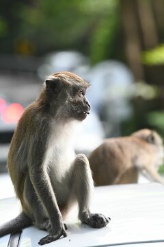 Curious monkey sitting on the roof of a car
