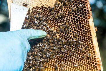Close-up shot of the beekeeper holding and pointing at the hive with bees on it